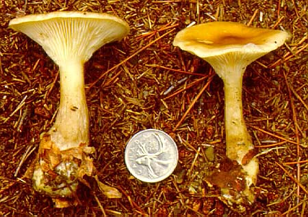 Clitocybe clavipes
